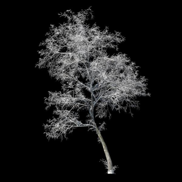 درخت نمدار تیلیا 